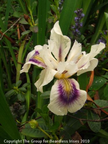 Knightshayes (35)